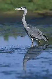 Grey heron