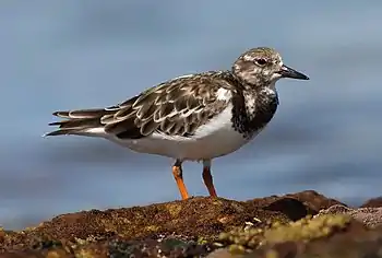 Playero Turco (Arenaria interpres)