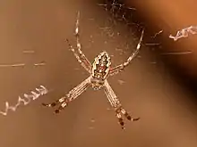 Juvenile at Katherine Gorge