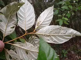 Silvery underside of leaves