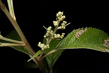 Flower buds