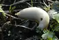 White variant of the black slug Arion ater