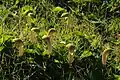 Plants of Arisarum vulgare