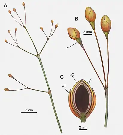 Diagram of Arlenea, showing closeup of terminal region with female reproductive structures (B) and cross section of a female reproductive structure.(C)