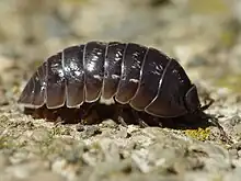 Woodlouse: a dozen legs,a dozen segments