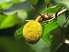 Unripe fruit