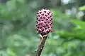 Arum plant