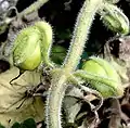 Paired seed capsules, showing distinctive reflexed peduncles, borne at a node with paired opposite leaves