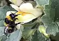 Pollen-covered garden bumblebee, newly emerged from flower