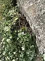 Mid-shot of woody growth and cascade of flowering stems