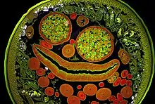 Cross-section of the parasite Ascaris under 200x magnification. Winner of the Microscopy images category 2017, Massimo Brizzi, Italy