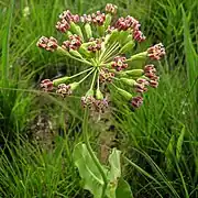 Long pedicels of clasping milkweed with a single peduncle