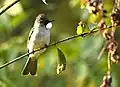 Ashy bulbul from Uttarakhand, India