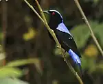 In Khao Yai National Park - Thailand