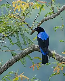 Asian fairy-bluebird (male)