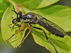 Dioctria rufipes with prey