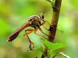 Flies(Diptera)