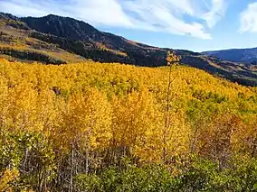 Aspens during fall in the mountains of the Richfield Ranger District.