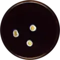 Aspergillus askiburgiensis growing on MEAOX plate