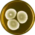 Aspergillus germanicus growing on MEAOX plate