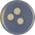 Aspergillus sparsus growing on CYA plate