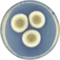 Aspergillus stella-maris growing on CYA plate