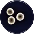 Aspergillus thesauricus growing on CYA plate