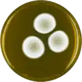 Aspergillus undulatus growing on MEAOX plate