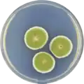 Aspergillus unguis growing on CYA plate