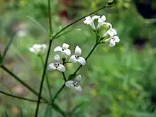 Asperula tinctoria