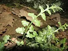 Small curving fern frond on rocks, with oblong lobed segments