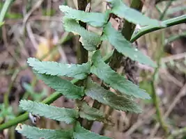 The middle of a pinnately divided fern frond with a dark axis and small marginal teeth