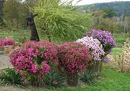 Four large cultivated New England aster plants in the ground tied up so that they stand erect; from left to right, the flower head colors are bright magenta, a slightly deeper magenta, pink, and a bright purple; surrounding the plants is a garden nursery scene