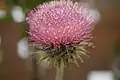 California thistle