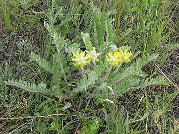 Astragalus dasyanthus