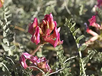 Astragalus monspessulanus