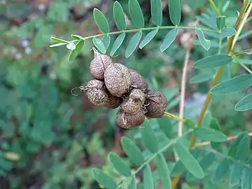 seedpods