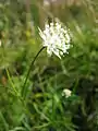 Astrantia minor (umbel)