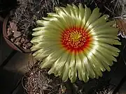 Astrophytum capricorne