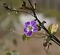 From Hyderabad, India.