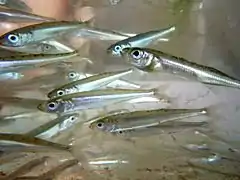 Big-scale sand smelt