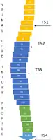 Athletics specific classification for wheelchair sport athletes showing T51, T52, T53 and T54 spinal injury locations.