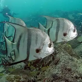 Image 15Atlantic spadefishPhoto: Matthew Hoelscher, Papa Lima WhiskeyThe Atlantic spadefish is a species of marine fish endemic to the shallow waters off the coast of the southeastern United States and in the Caribbean Sea. They are similar in appearance to fresh water angelfish, but much larger, reaching up to three feet (0.9 m) in length. Due to their reputation as strong fighters, they are popular game fish, especially during the summer months when they are most active.More selected pictures