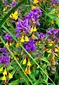 Flowers in yellow and red contrast the purple top leaves