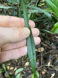 Leaf in profile