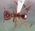 Dorsal view of worker ant of Atta mexicana