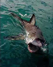 Image 25Clear agonistic behaviour observed in Great White Shark (from Shark agonistic display)