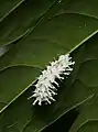 Larva (early instar)