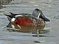 Male - Scotland Heights Waterfowl Park