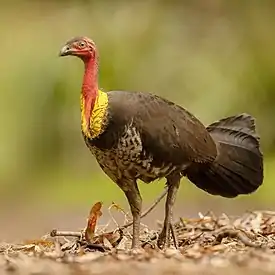 An Australian brushturkey on grass